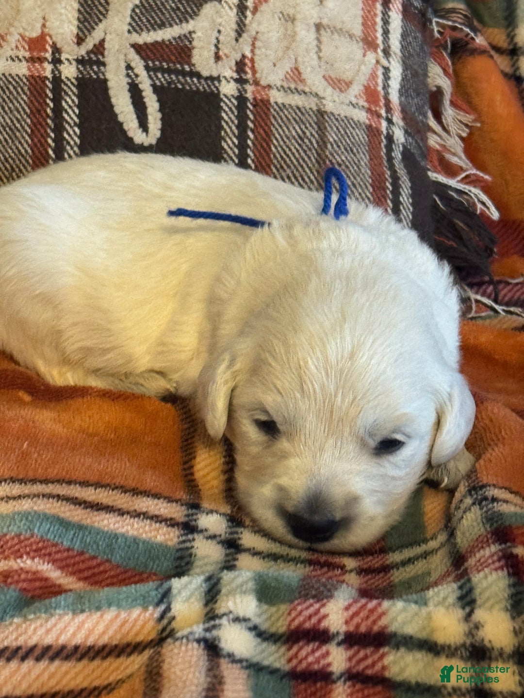 Golden Retriever dogs for sale: Blue male - Lindy  - Ad 2