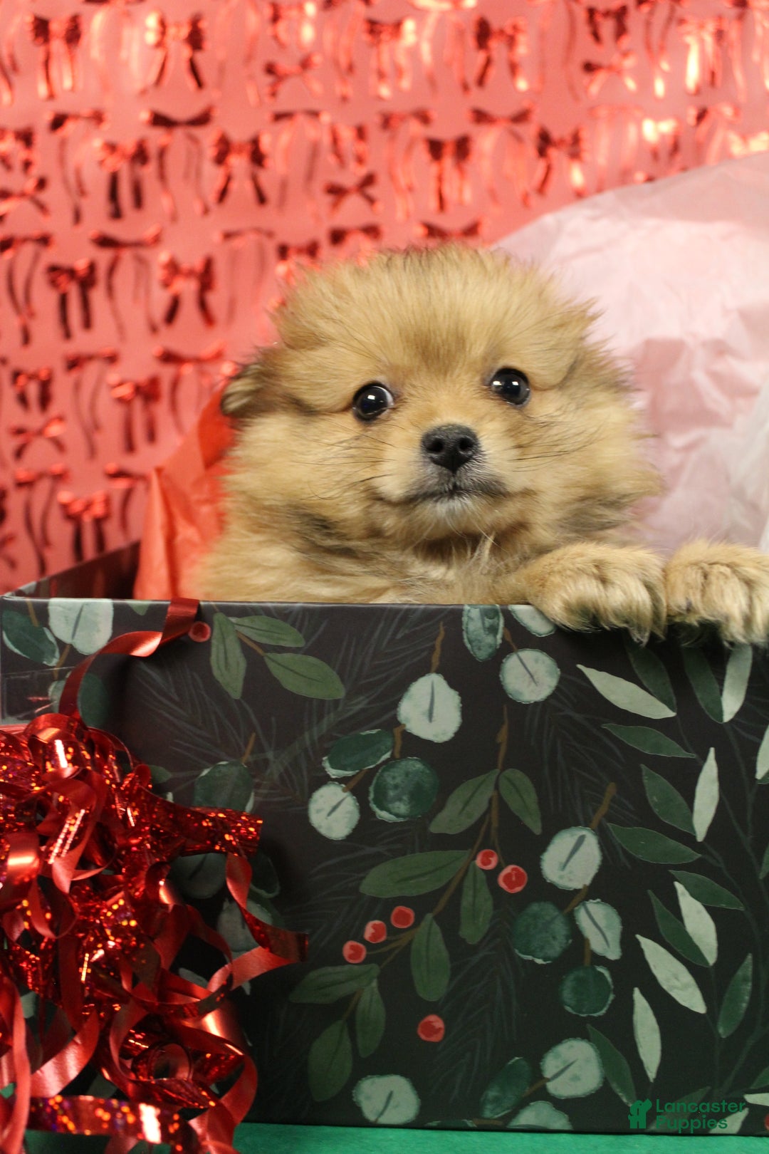 Pomeranian dogs for sale: Gizmo - Ad 3