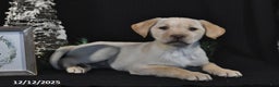 Labrador Retriever dogs for sale: Raine - Ad 2
