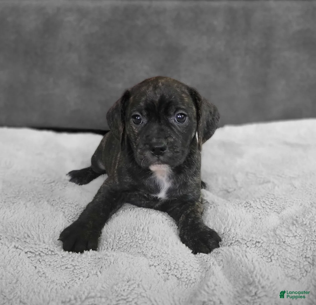 Puggle dogs for sale: Milly - Ad 2