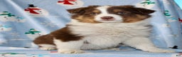 Australian Shepherd dogs for sale: Dakota - Ad 1