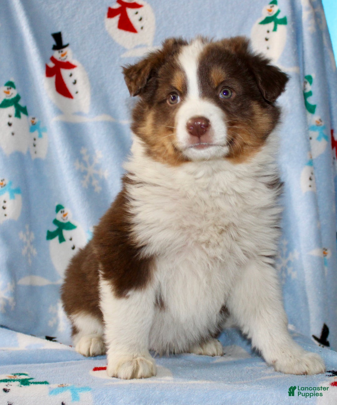 Australian Shepherd dogs for sale: Dakota - Ad 1
