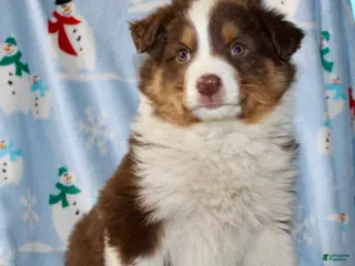 Australian Shepherd dogs Dakota - Ad 13