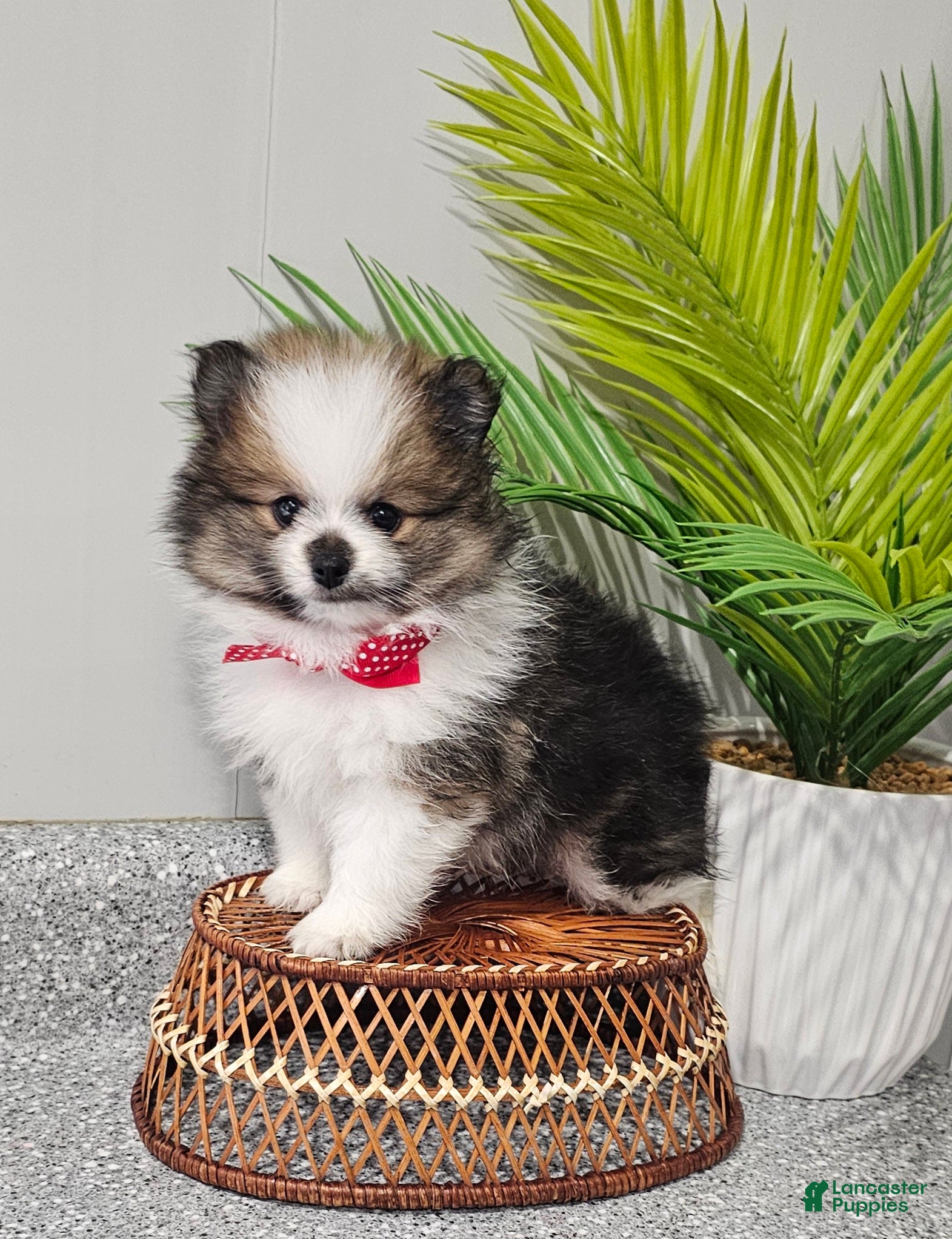 Pomeranian dogs Snickers - Ad 1