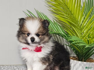 Pomeranian dogs Snickers - Ad 1