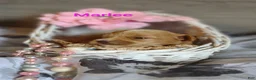 Shihpoo dogs for sale: Shihpoo Puppy 7 Marlee - Ad 7