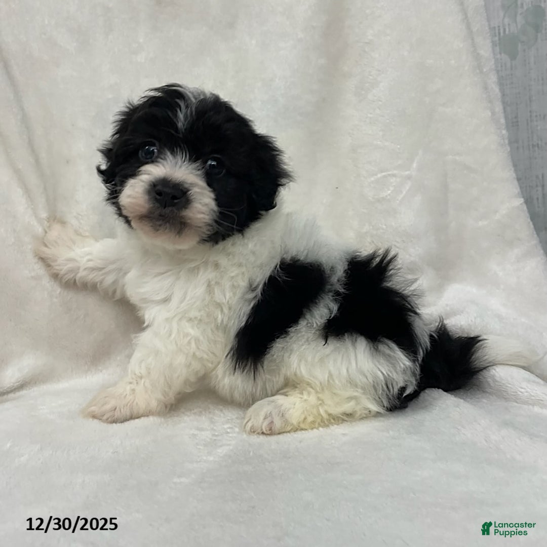 Maltipoo dogs for sale: Charlie - Ad 1