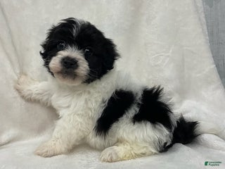 Maltipoo dogs Charlie - Ad 11