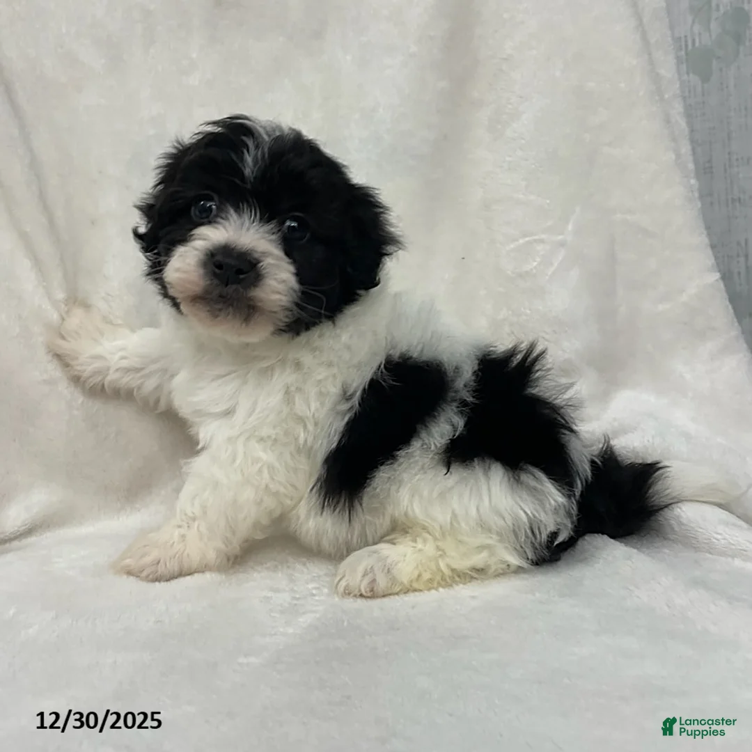 Maltipoo dogs for sale: Charlie - Ad 1