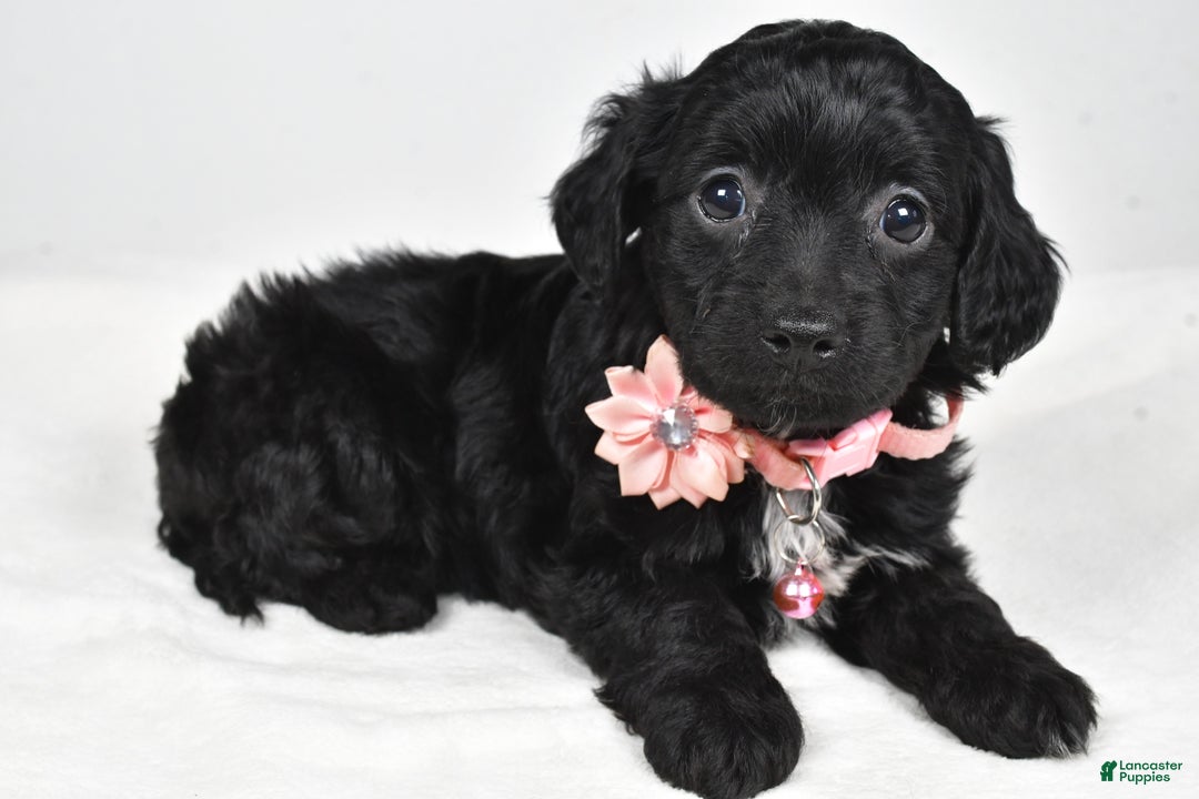 Cavapoo dogs for sale: Shelly - Ad 2