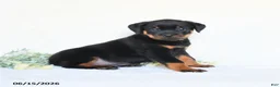 Rottweiler dogs for sale: Archie - Ad 3