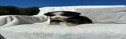 Mixed Breed dogs for sale: Mixed Breed 2 - Ad 3