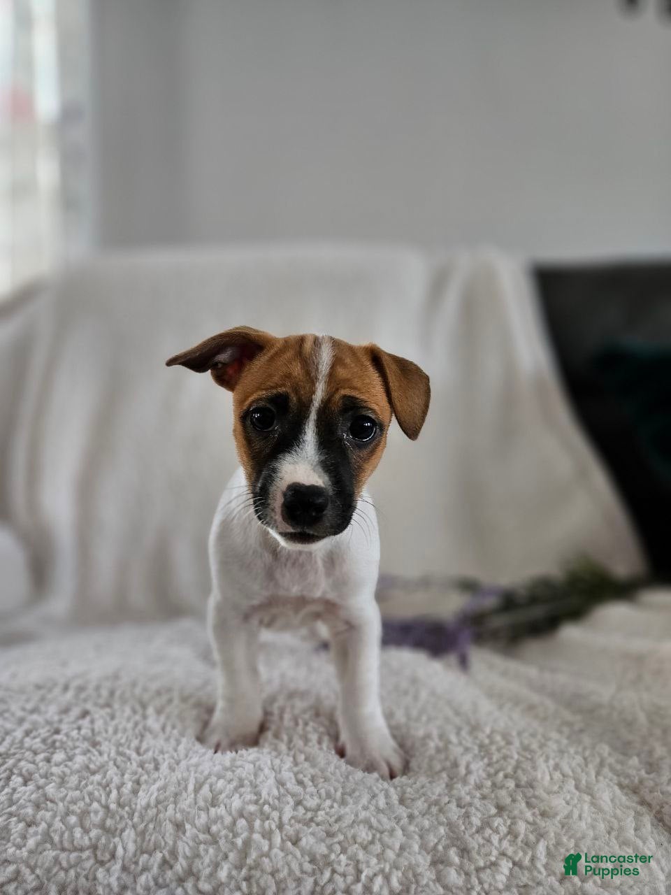 Rat Terrier dogs Poppy - Ad 2