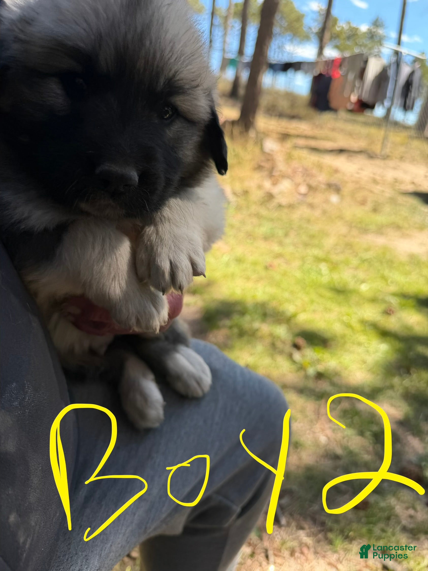 Mixed Breed dogs Boy 2 - Ad 1