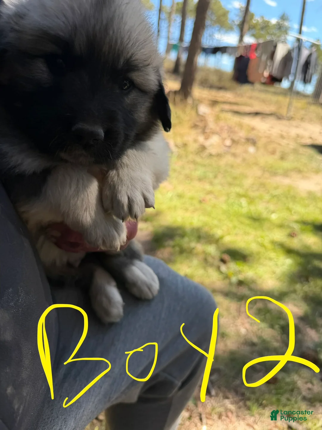 Mixed Breed dogs for sale: Boy 2 - Ad 1