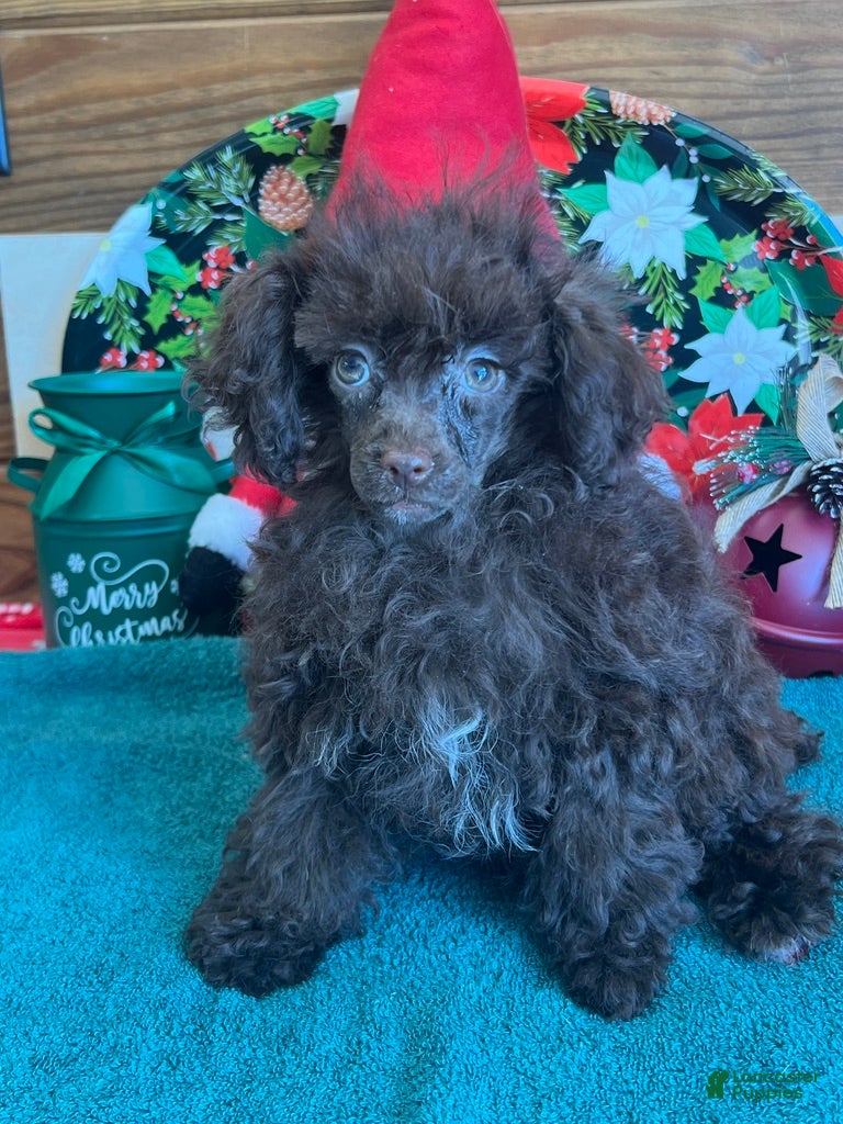 Toy Poodle dogs Lady - Ad 34