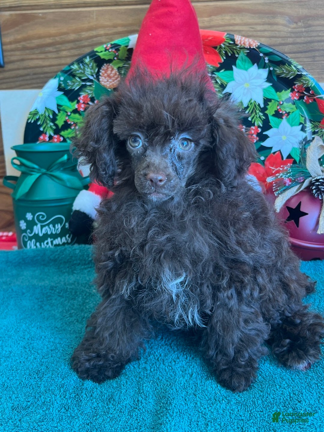 Toy Poodle dogs for sale: Lady - Ad 2