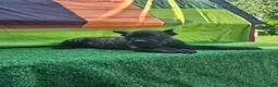 Cane Corso dogs for sale: SKY - Ad 11