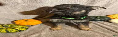 Blair (Lime Green Collar Female)
