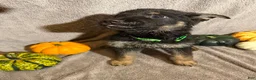 German Shepherd dogs for sale: Blair (Lime Green Collar Female) - Ad 1