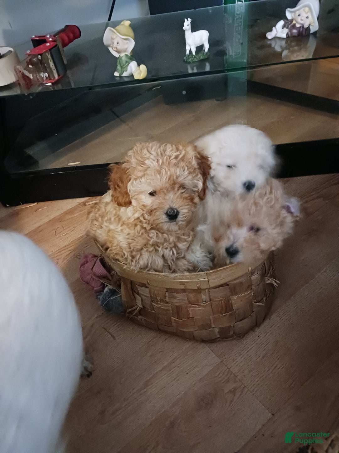 Toy Poodle dogs for sale: Dolly - Ad 6