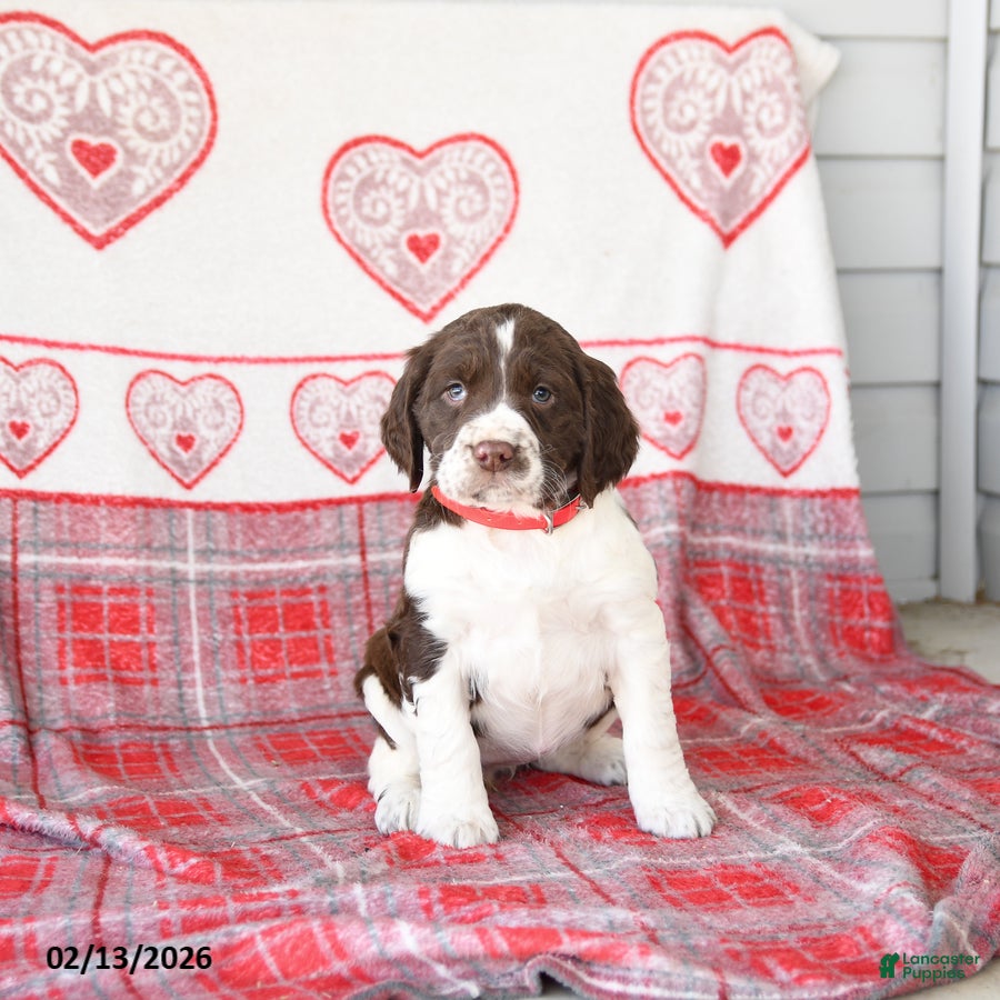 English Springer Spaniel dogs Delta - Ad 12