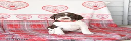 English Springer Spaniel dogs for sale: Delta - Ad 1