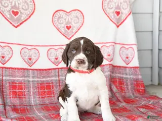 English Springer Spaniel dogs Delta - Ad 12