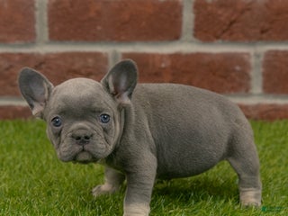 French Bulldog dogs Luna - Ad 2