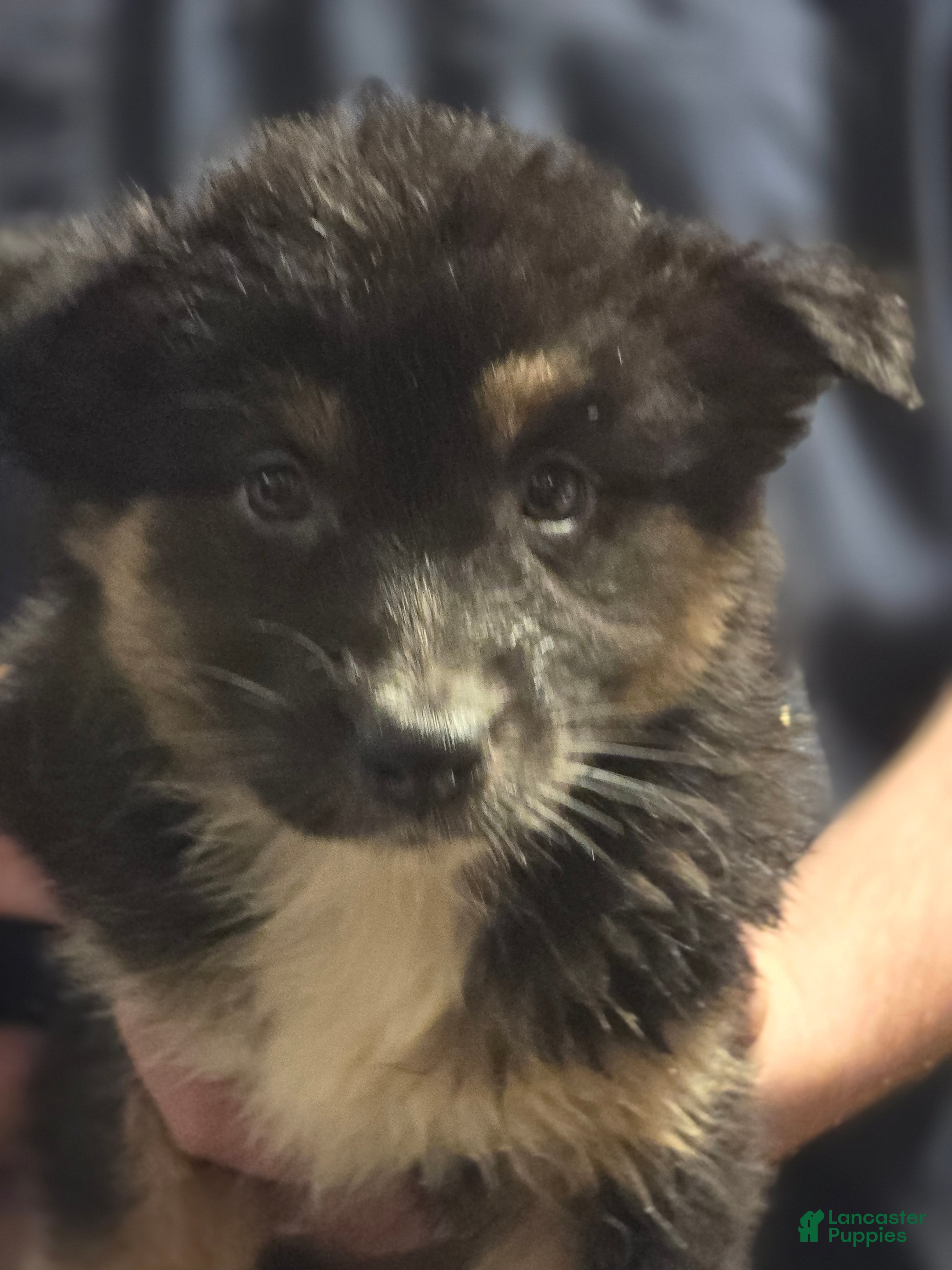 Australian Shepherd dogs Dolly  - Ad 22