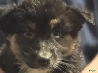 Australian Shepherd dogs Dolly - Ad 27