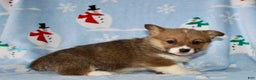 Welsh Corgi Pembroke dogs for sale: Misty - Ad 3