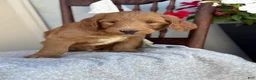 Goldendoodle dogs for sale: Chip - Ad 8