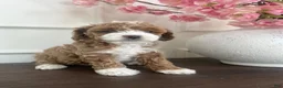 Cavapoo dogs for sale: Cavapoo 2 - Ad 9