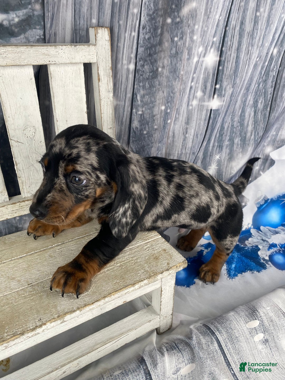 Miniature Dachshund dogs for sale: Clyde - Ad 2