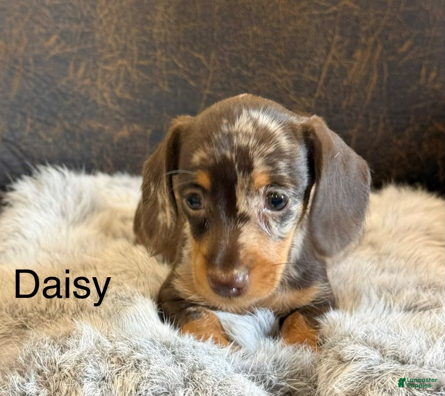Miniature Dachshund dogs Daisy - Ad 1