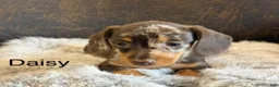 Miniature Dachshund dogs for sale: Daisy - Ad 1