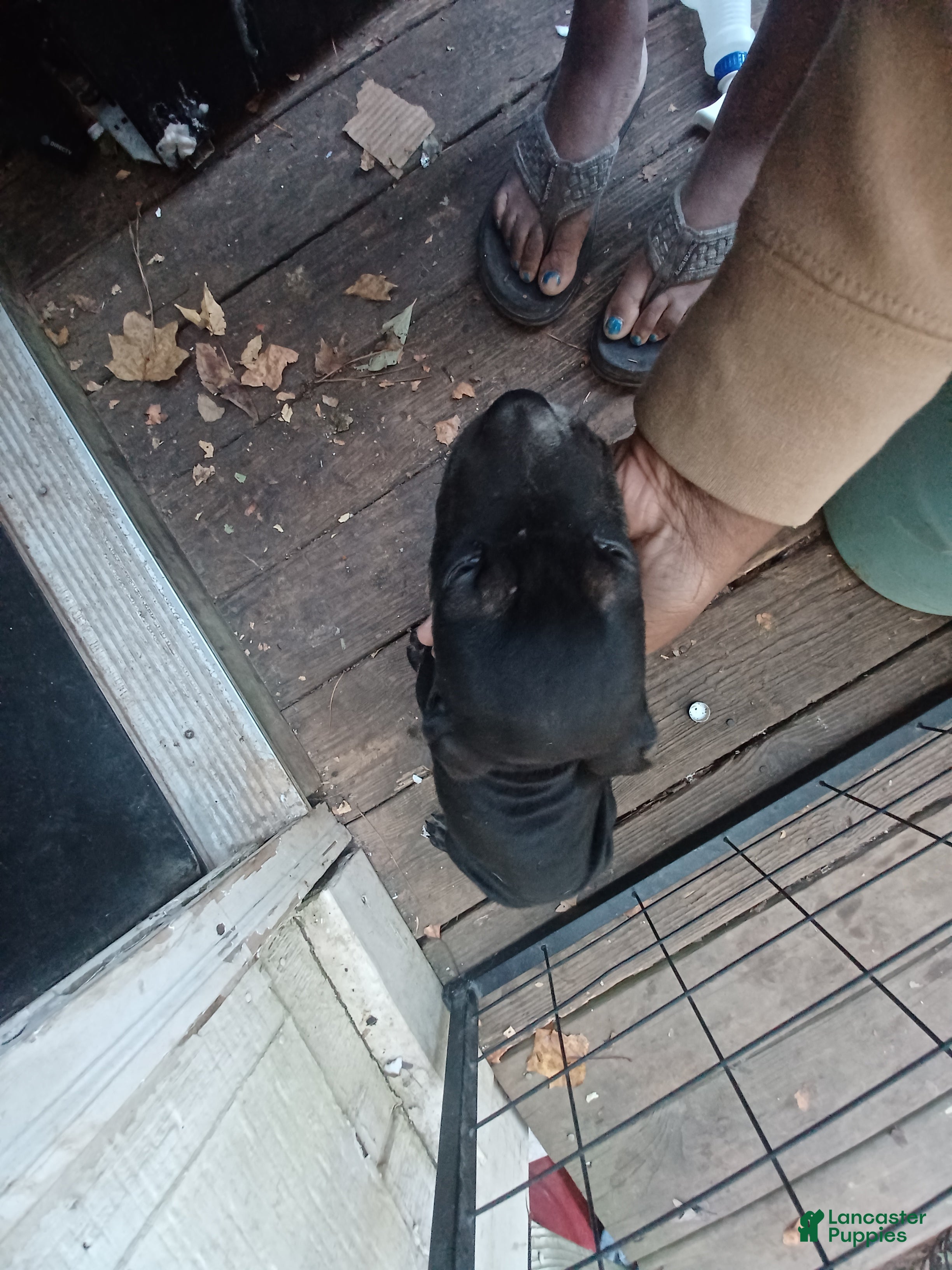 Mixed Breed dogs for sale: Mixed Breed 6 - Ad 42
