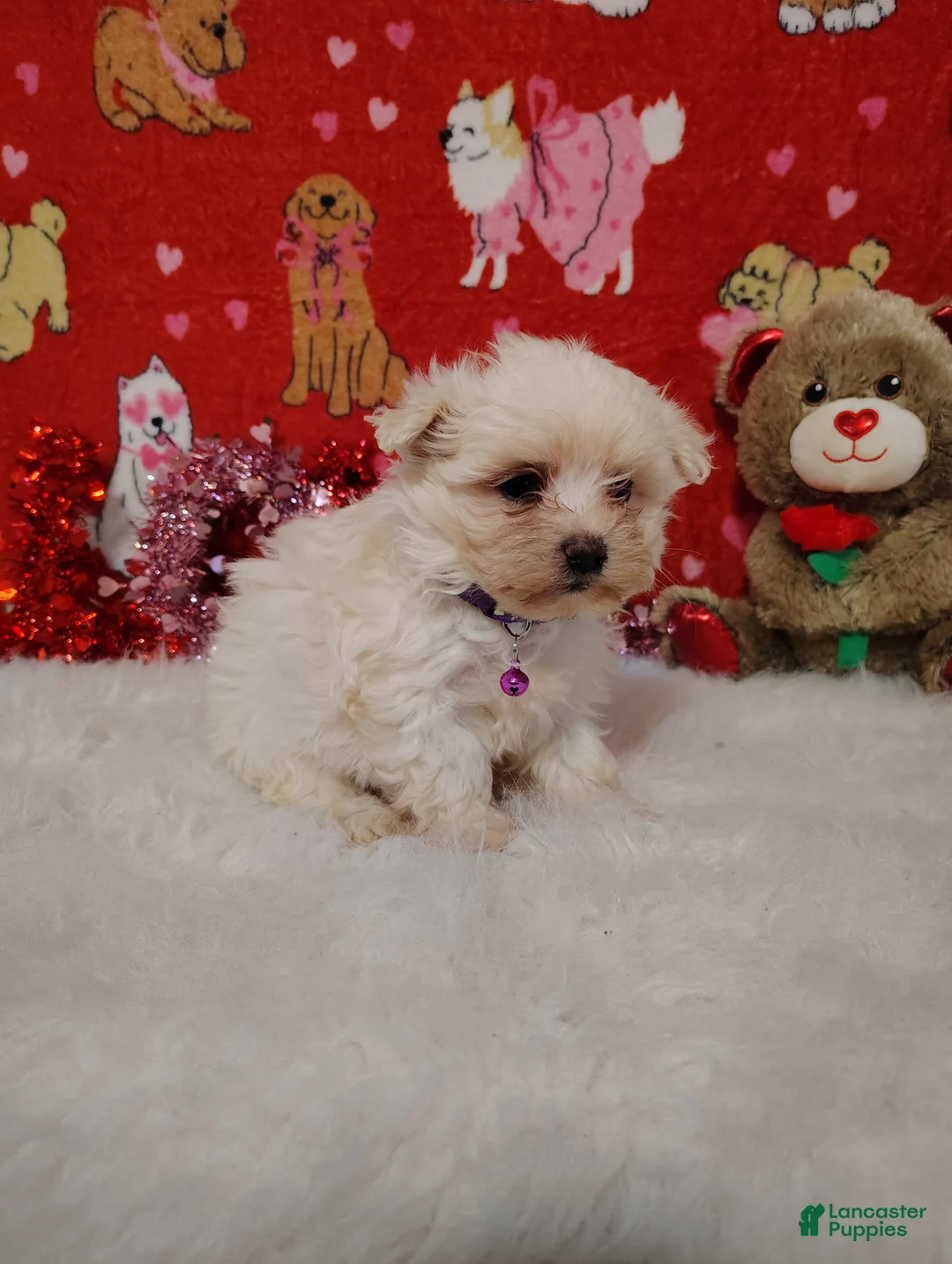 Maltese dogs for sale: June - purple - Ad 3