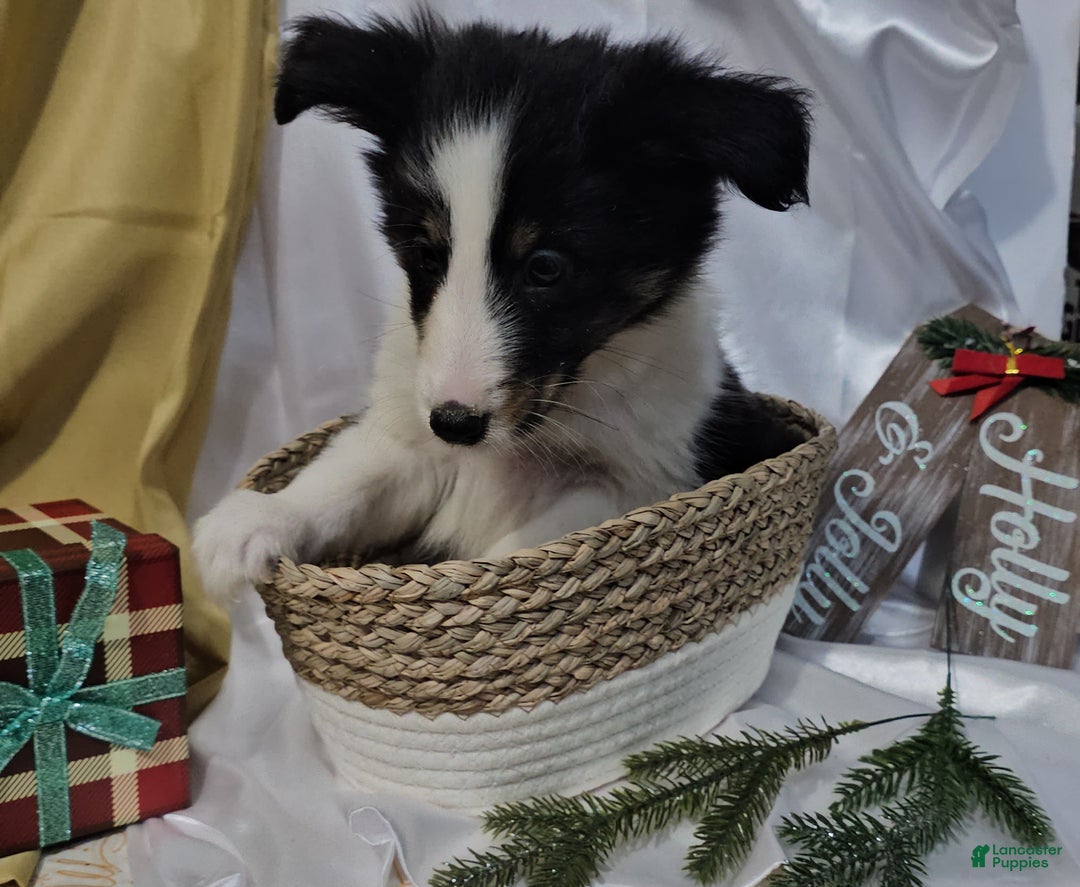 Shetland Sheepdog dogs for sale: Frosty - Ad 5