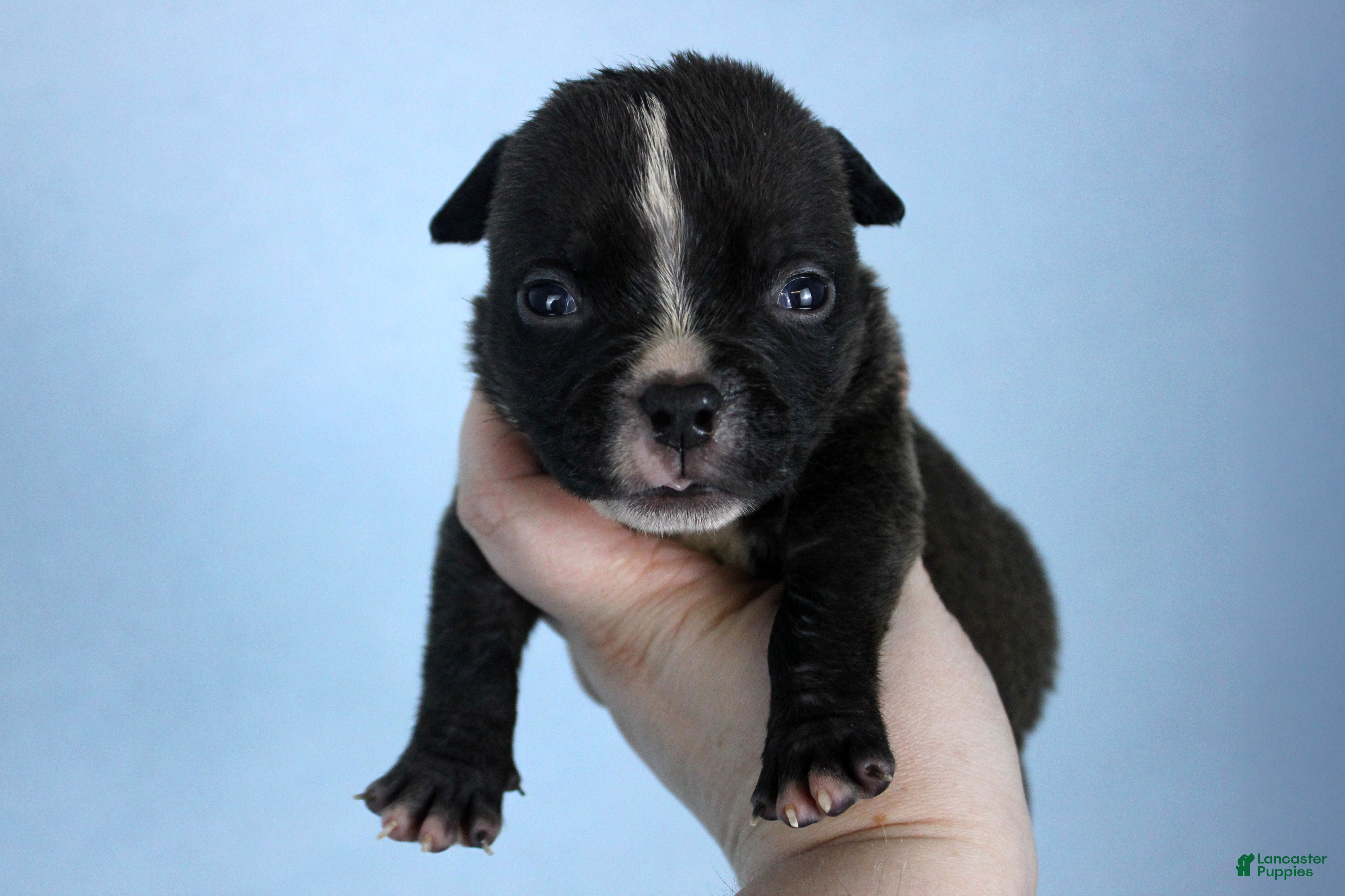 American Bully dogs Black Male - Ad 1