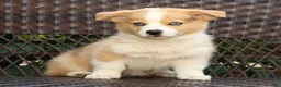 Welsh Corgi Pembroke dogs for sale: Forest - Ad 3