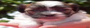Goose 