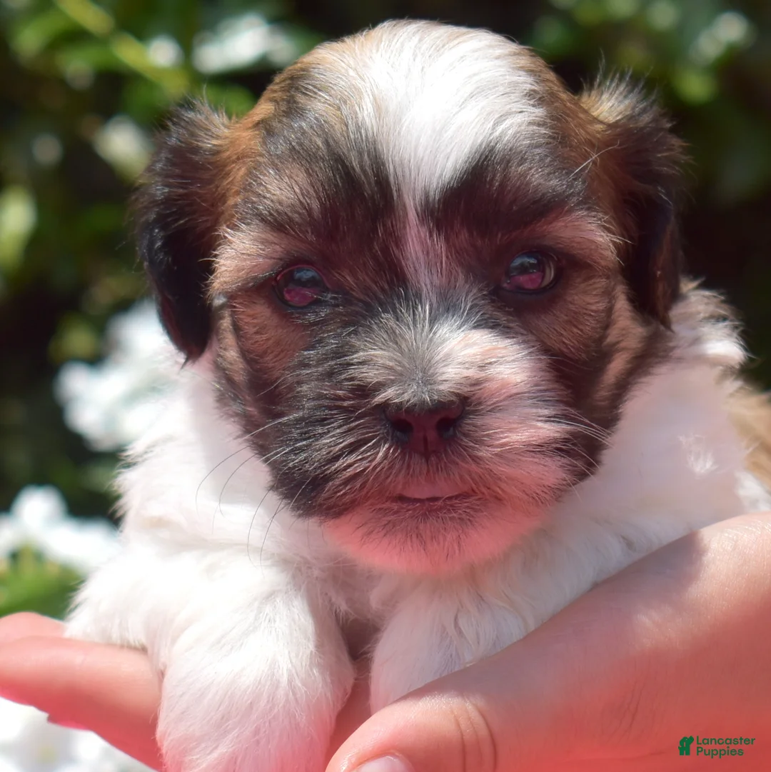 Teddy Bear dogs for sale: Goose  - Ad 1