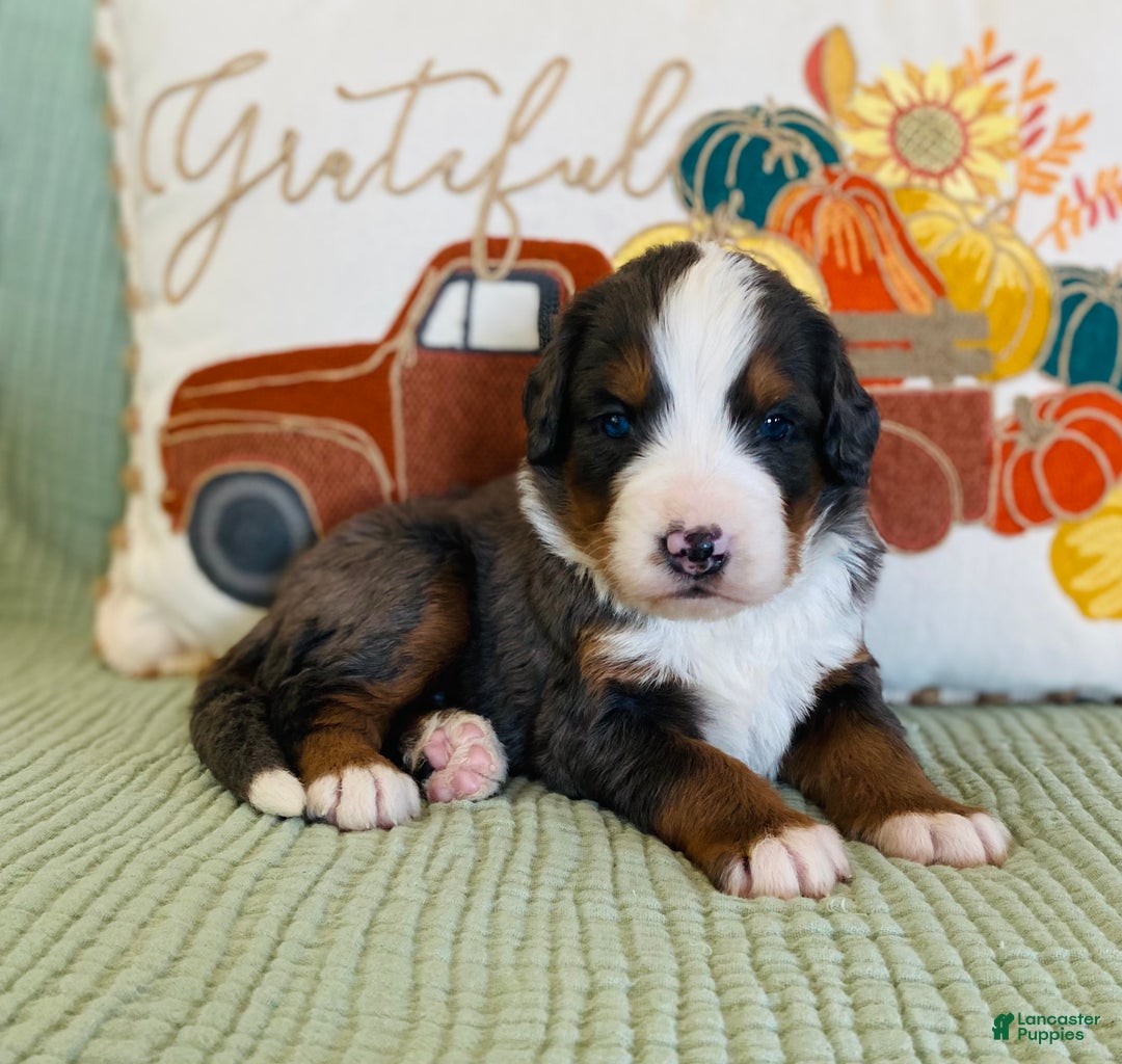 Bernedoodle dogs for sale: Princess - Ad 14