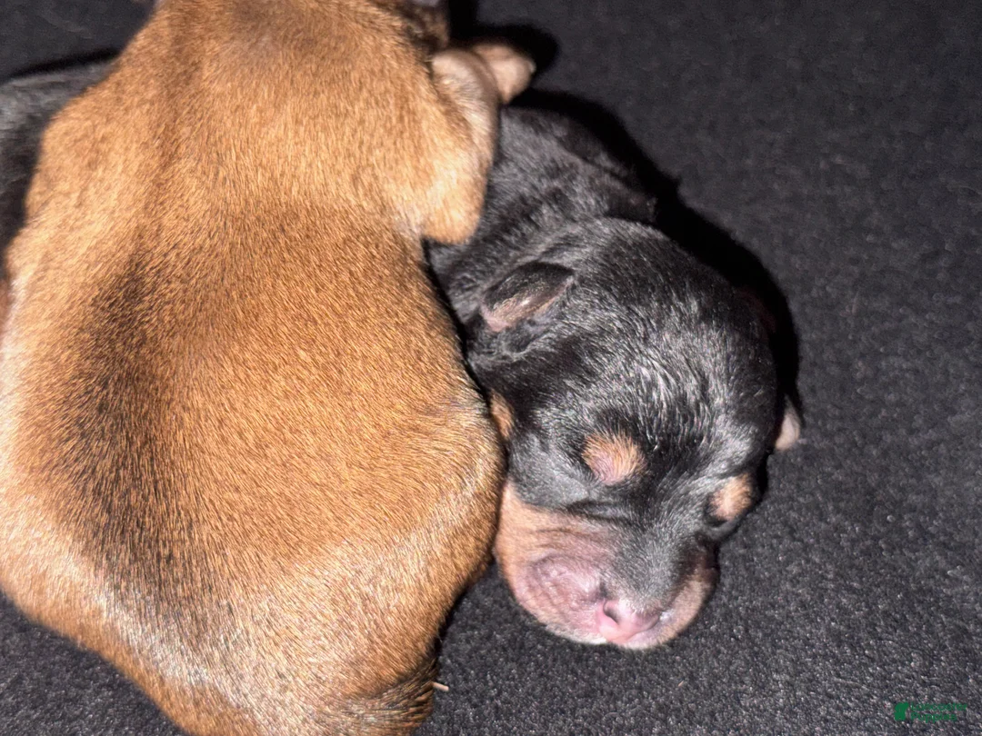 Yorkshire Terrier dogs for sale: Yorkie Traditional Color - Ad 2