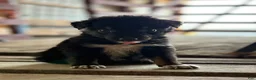 Australian Shepherd dogs for sale: Dakotah - Ad 5