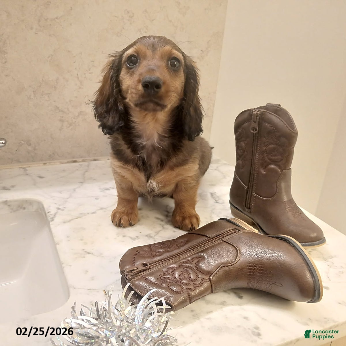Miniature Dachshund dogs Honeybear - Ad 1