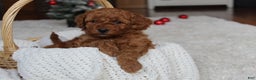 Cavapoochon dogs for sale: Millie - Ad 6
