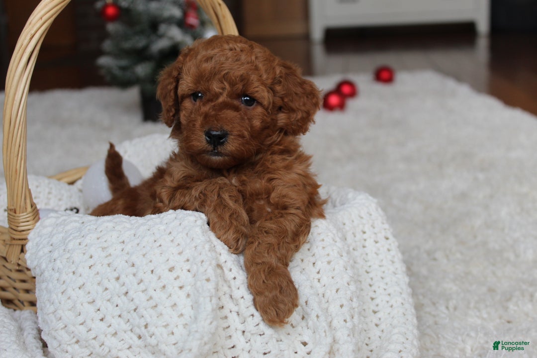 Cavapoochon dogs for sale: Millie - Ad 6